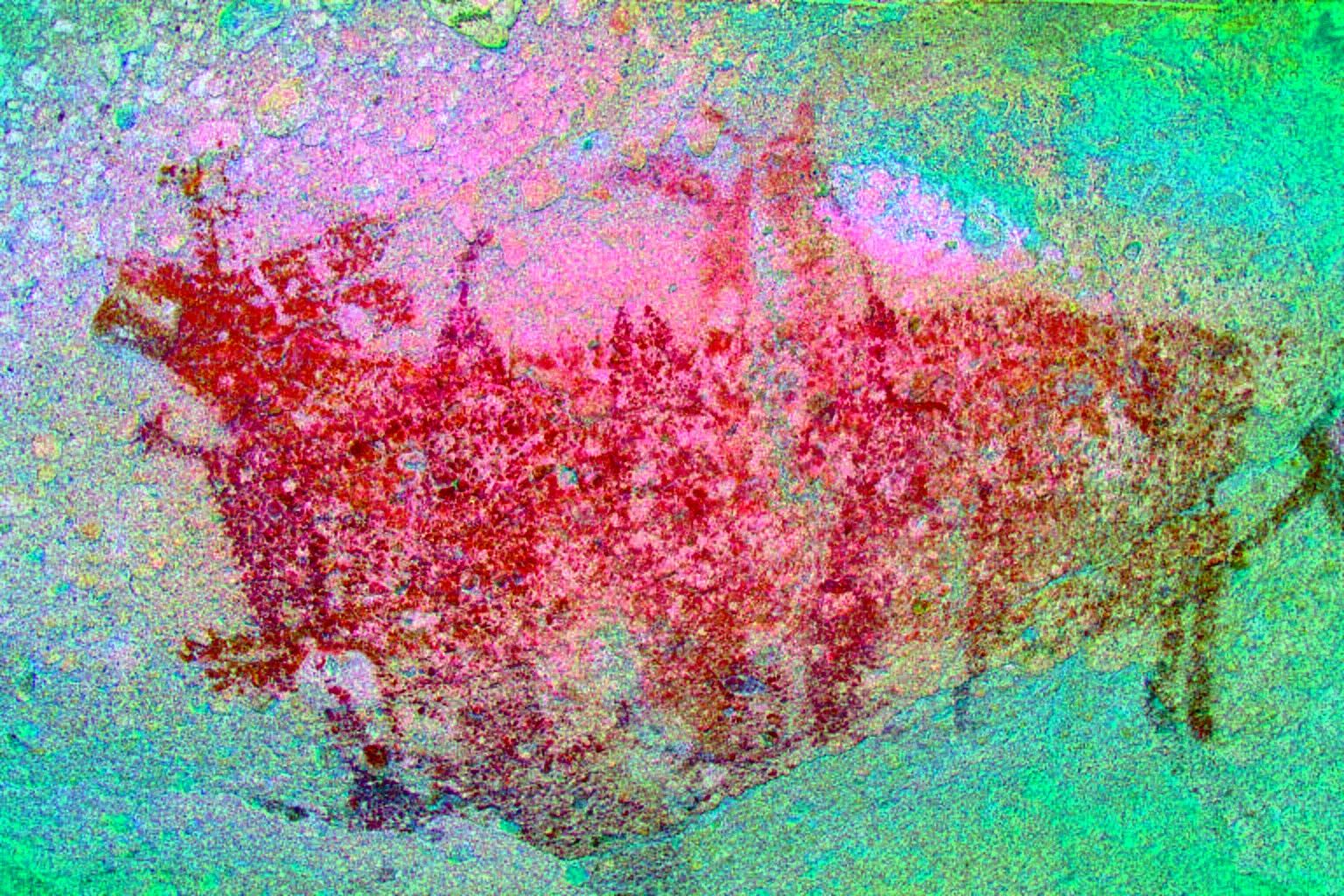 CRGB.  With close inspection of the enhancements one can see a tortise and mono(?) superimposed above the deer and a mono superimposed below the first fish.  Certainly this is not just a random placement of figures.