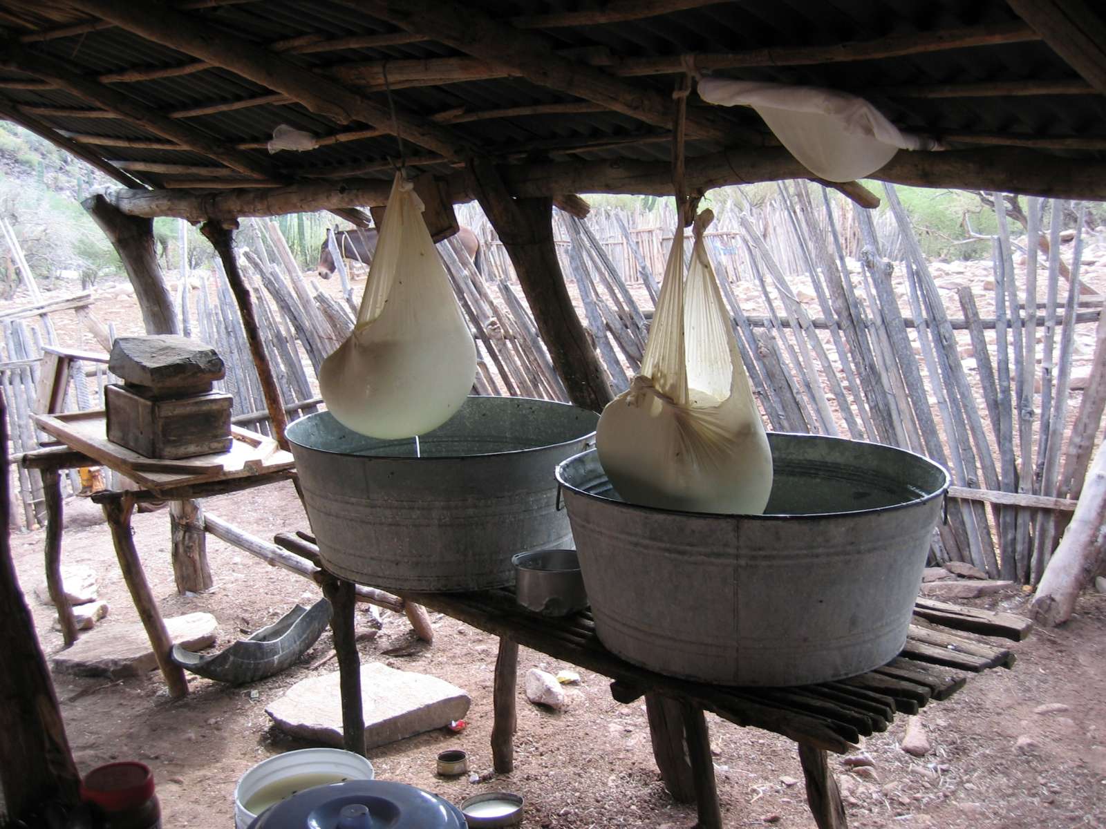 We camped at a goat ranch before our trip to Clavelitos. Here is goat cheese in the making.